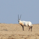Oryx