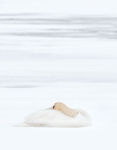 MUTE SWAN IN WINTER, INNER BAY - LONG POINT