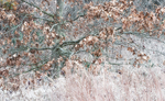 Oak and Frost