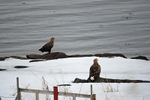 White-tailed Eagles