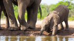 Elephant Baby 25