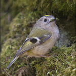 Goldcrest