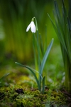 8/52 An early sign of spring