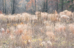 NOVEMBER MEADOW - NORFOLK COUNTY