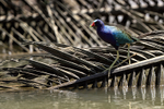Purple Gallinule on palm frond, Costa Rica