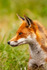 fox vulpes vulpes-7
