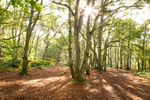 IMG_1906_Mousehold Heath