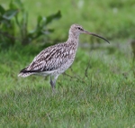 Curlew