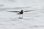 Elliot's (White-vented) Storm-Petrel portfolio
