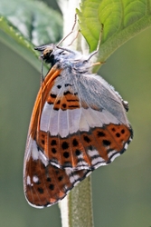White Admiral