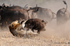 Lion bringing down Buffalo