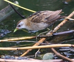 Little Crake