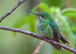 IMG_4611 Female Green Crowned Brilliant Hummingbird, Costa Rica
