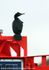 SBC011: Shag on a Buoy