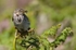 Meadow Pipit