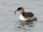 Slavonian Grebe with a fish at Farmoor