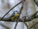 Blue Tit