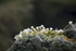 Flower and Rock 2