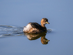 Little Grebe