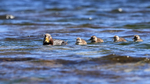 Steamerduck family swimming, Carcass Island, Falklands