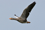 Flying Greylag Goose