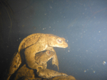 Common toad spawning_221