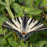 Scarce Swallowtail (Iphiclides podalirius)