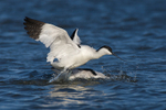 Avocets squabbling in the lagoon at Brownsea Island