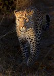 Leopard walking