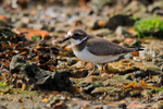 Ringed Plover at low tide in Poole Harbour