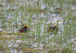 Slavonian Grebes