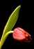 Red Tulips