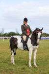 Class 26: Ridden Plaited Coloured Pony portfolio