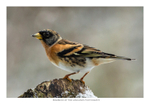 Brambling