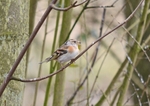 Brambling