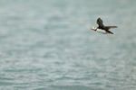Horned Puffin flies out to sea, Duck Island, Alaska