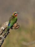 White-fronted Bee-eater portfolio
