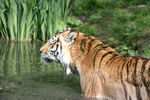 Siberian Tiger