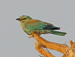 European Roller