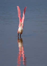Roseate Spoonbil _0018