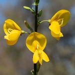 Spanish broom, (Spartium junceum)