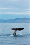 Whale Watching in Kaikoura