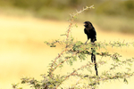 Magpie Shrike