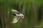 Park Life - Mallard Duck in flight