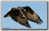 Verreaux's Eagle 2
