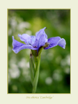 Iris sibirica 'Cambridge'