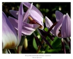 Erythronium dens-canis 'Rose Queen' 2