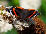 Red Admiral
