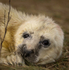 Seal Pup, Donna Nook, Dec 2022