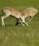 FALLOW DEER RUTTING ref fdr 18